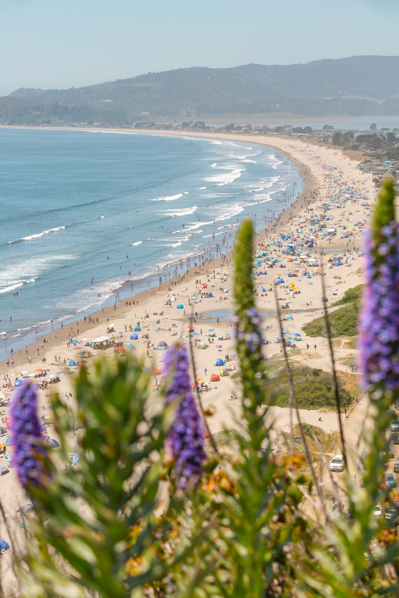 Purple Flowers at Stinson