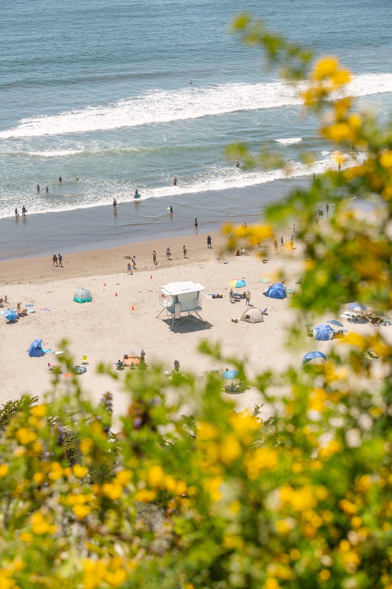 Yellow Flowers at Stinson