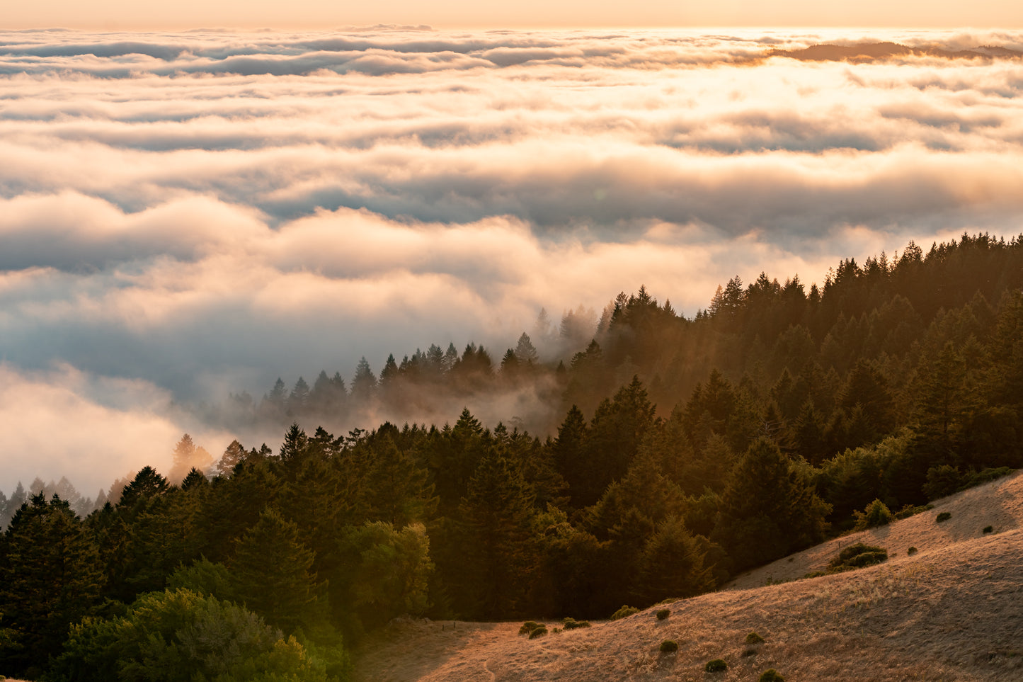 Foggy Trees