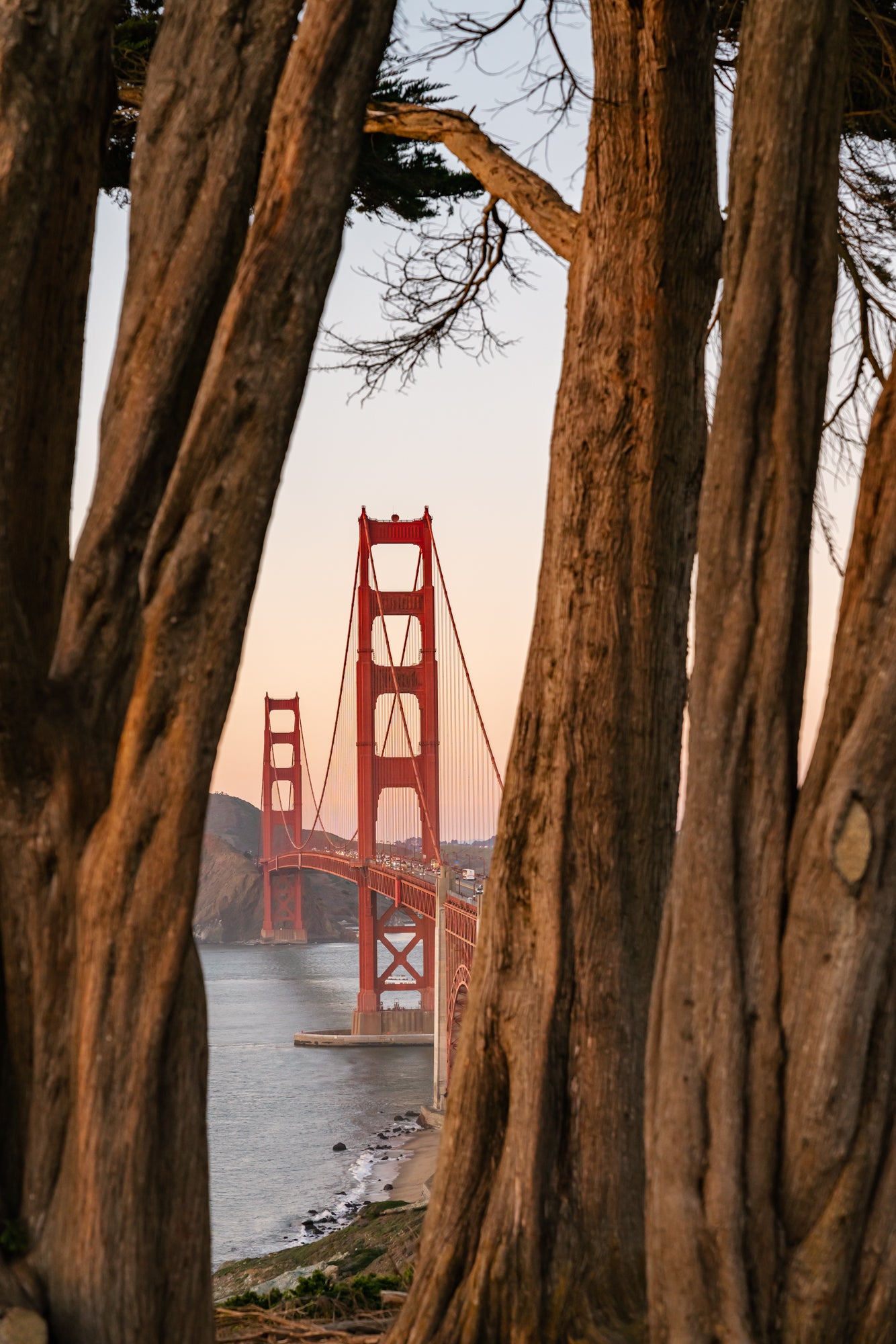 Golden Trees