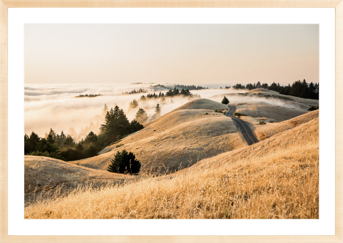 Mt. Tam Low Fog