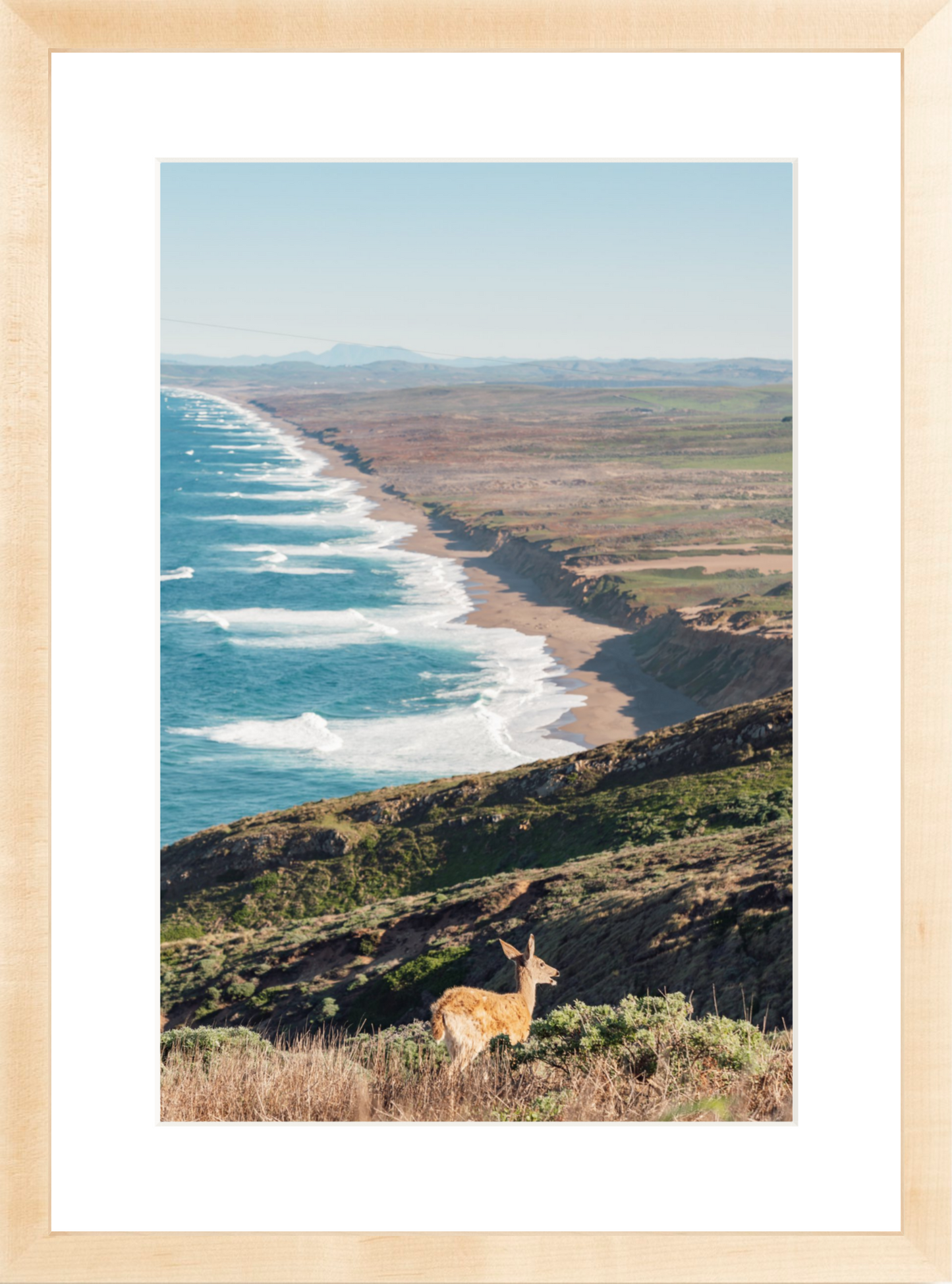 Pt. Reyes Deer