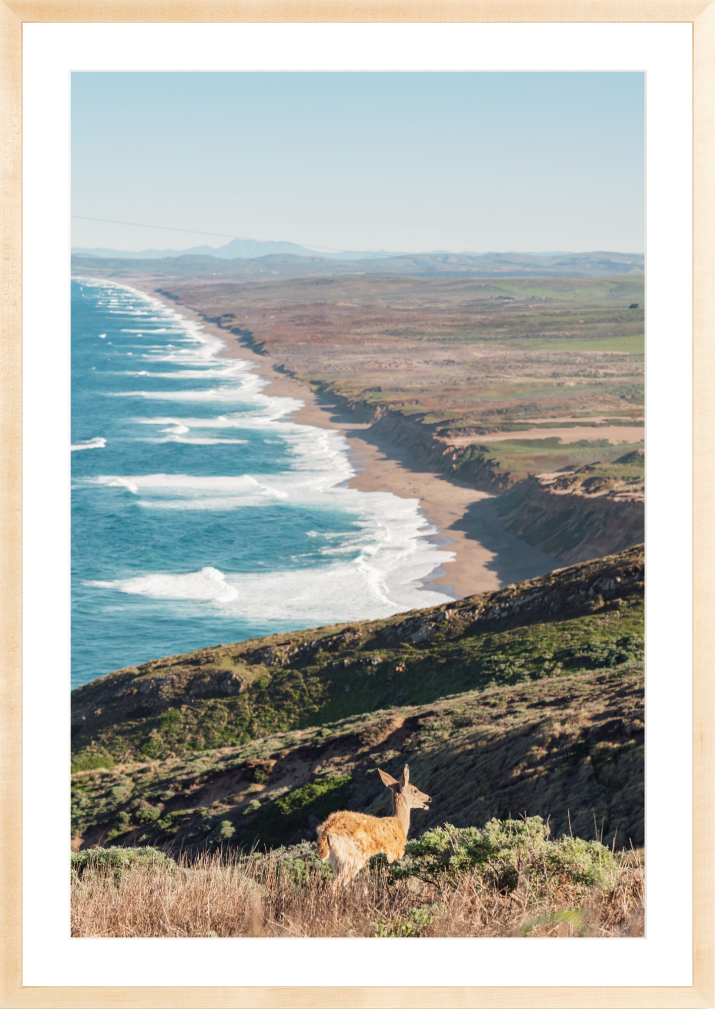 Pt. Reyes Deer