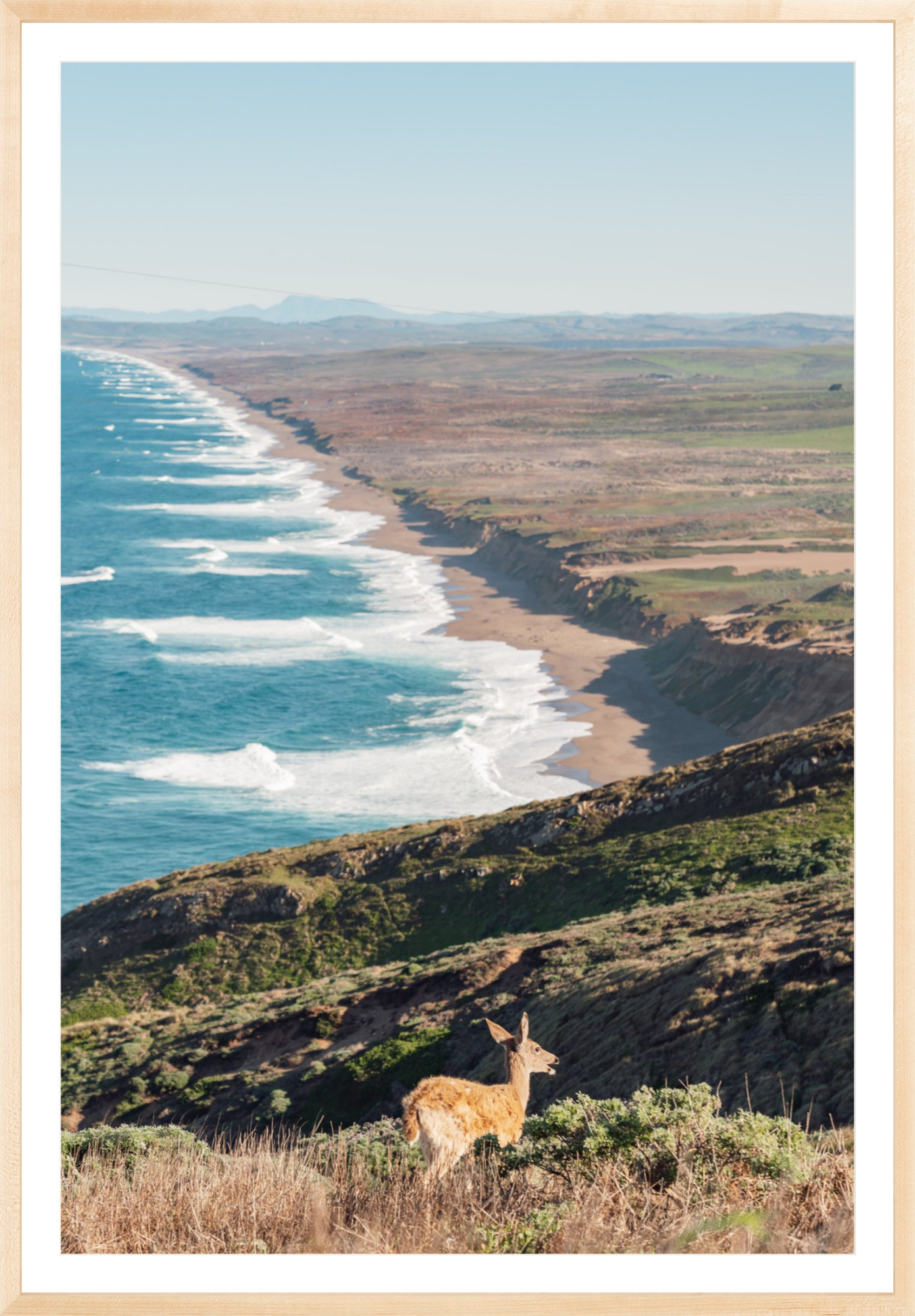 Pt. Reyes Deer